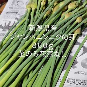 新潟県産ジャンボニンニクの芽　860g ジャンボにんにくの芽　中華食材　おつまみや炒めものにも　梱包込約1kg