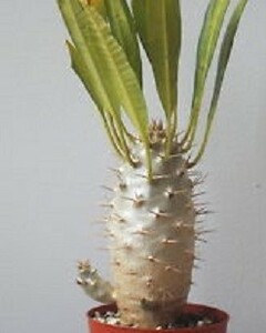 【種子】パキポディウム・フィヘレネンセ Pachypodium lamerei var. fiherenense 種子10粒【送料無料】