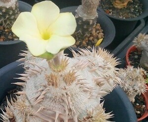 【種子】パキポディウム・ブレビカウレ(恵比寿笑い、クリーム色)　Pachypodium brevicaule　Cream Flower 種子5粒【送料無料】