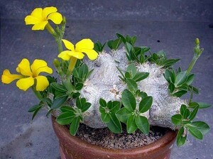 【種子】パキポディウム・ブレビカウレ(恵比寿笑い)　Pachypodium brevicaule 種子5粒【送料無料】