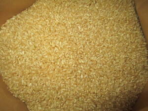 玄米 コシヒカリ 令和3年度 20kg 筑波山麓産 お米 新米　つくば　精米無料