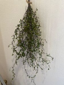 ワイヤープランツ