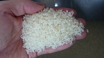 獲れたて！新米 令和3年度産 近江米 伊吹産 キヌヒカリ玄米30kg(白米可） 有機肥料 減農薬 自家栽培_画像3