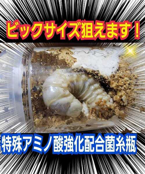 極上☆特殊アミノ酸配合!オオヒラタケ菌糸ボトル【6本】1100ml☆初菌のみで作成!トレハロース、ローヤルゼリー強化!ギネス級狙えます!