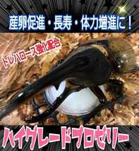 極上ハイグレードプロゼリー【200個】特殊アミノ酸強化配合！産卵促進・長寿・体力増進に抜群！クワガタの餌、カブトムシの餌　昆虫ゼリー_画像3