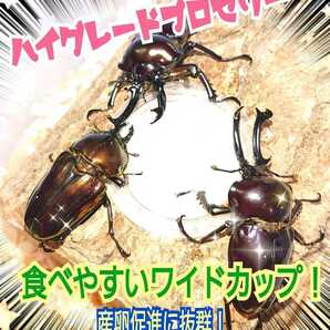 特選ハイグレードプロゼリー【100個】特殊アミノ酸強化配合！産卵促進・長寿・体力増進に抜群！オスも食べやすいワイドカップ☆昆虫ゼリーの画像8