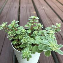 多肉植物☆セダム斑入り丸葉万年草根付き苗☆_画像1