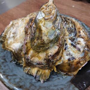 広島県産　ブランド牡蠣　かき小町　25 殻付き　生食用