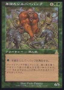 029038-008 UD/UDS 年経たシルバーバック/Ancient Silverback 日1枚