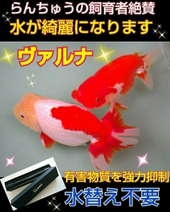 らんちゅうの飼育者が絶賛！水槽の水が綺麗になります【ヴァルナ8センチ】有害物質を強力抑制☆透明度がアップし生体が活性化☆水替え不要