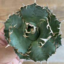  Agave titanota filigree アガベチタノタフィリグリー3_画像7