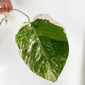 斑入りモンステラ カット苗 発根済み