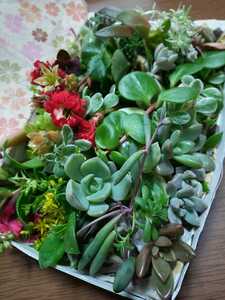 ☆多肉植物カット苗 箱にいっぱい! 25種類