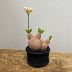 羊毛フェルトのグラキリス