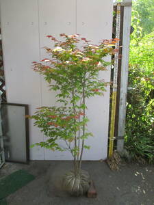  production person direct sale! * oldham blueberry * height of tree 1.5m stock .. real . many .. seems to be.!