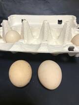 地鶏の有精卵　ニワトリ　鶏　種卵５個_画像2