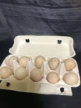 ニワトリ　鶏　 種卵10個 有精卵_画像2