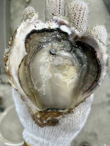 冷凍　むき岩牡蠣　5個セット