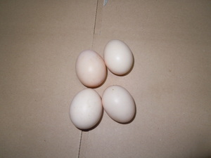 碁石チャボ　有精卵　6個　矮鶏　ニワトリ　卵　たまご　孵化　孵卵器　にわとり　ちゃぼ　種卵