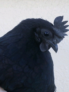 真黒矮鶏 種卵5個（4個プラス補償1個）しんくろチャボ （有精卵） シンクロチャボ 真黒チャボ 孵化用