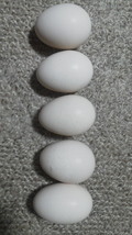 真黒矮鶏 種卵5個（4個プラス補償1個）しんくろチャボ （有精卵） シンクロチャボ 真黒チャボ 孵化用_画像6
