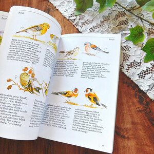 +.*.。イギリスの自然図鑑　イラスト　庭の動物　野生の動物　洋書　ヴィンテージ本　ヨーロッパ　鳥類　昆虫類　哺乳類　ワイルドフラワー