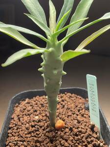 多肉植物 サボテン ユーフォルビア エチュベルクローサ　 Euphorbia etuberculosa 珍奇植物 ビザールプランツ 塊根　コーデックス 