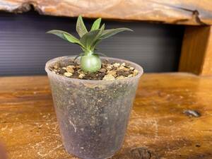 パキポディウム サキュレンタム Pachypodium succulentum 実生A
