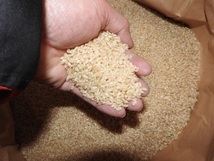 送料込・令和3年産富山コシヒカリ個人農家・玄米20kg精米無料・減農薬・減化学肥料No116_画像2