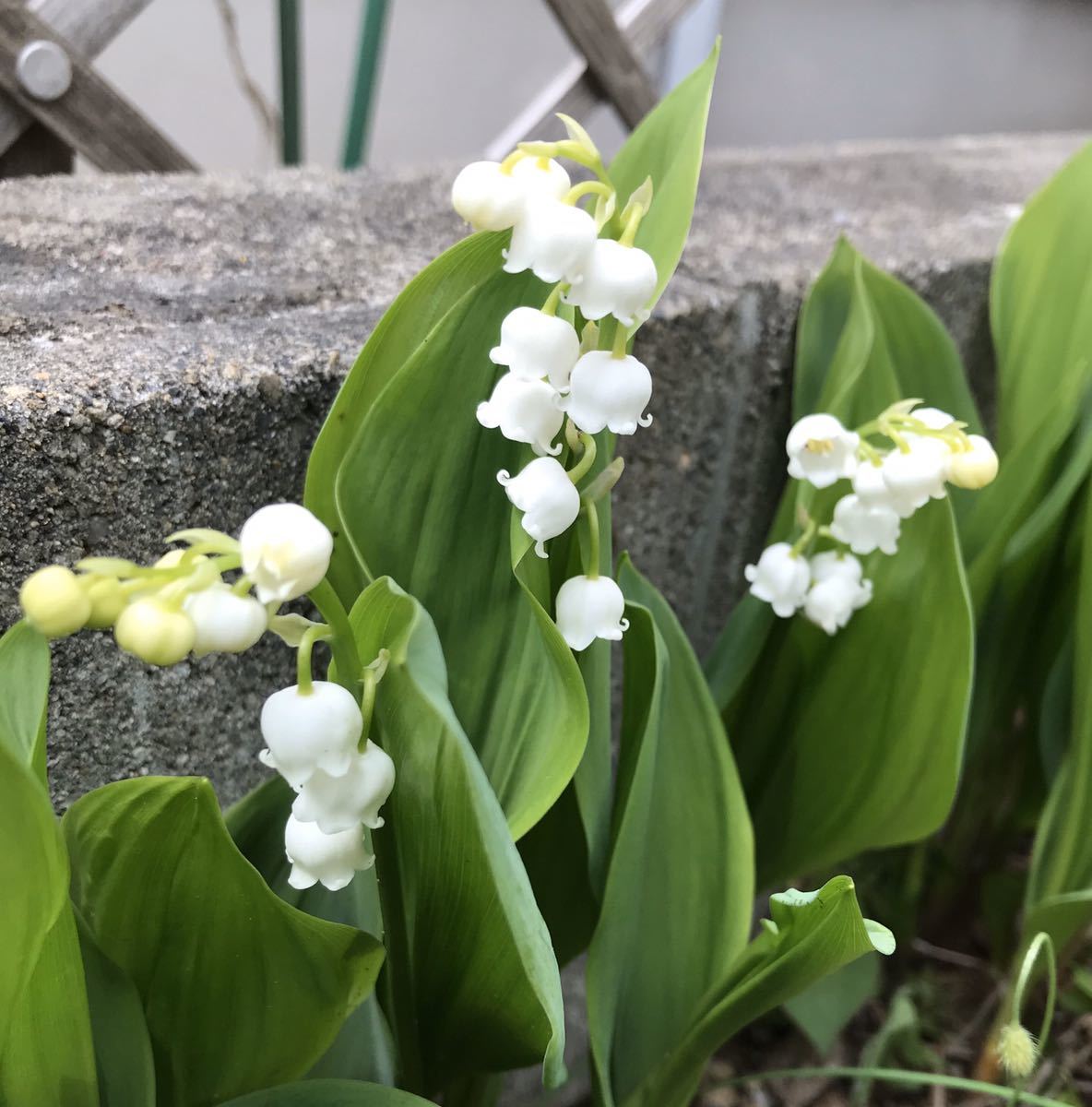 スズラン1本 5本 Www Vetrepro Fr