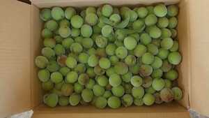 高知産青梅 3kg 品種【南高梅小梅】 無農薬・有機肥料のみで栽培
