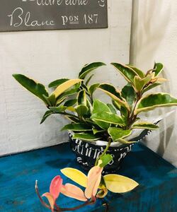 観葉植物 ホヤ カルノーサ 抜き苗