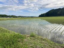 もっちり　ふっくら　食べてみて　北海道米　おぼろづき　玄米 5kg 新米　お米_画像4