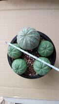 サボテン★Euphorbia obesa★５株★ユーフォルビア★オベサ★かわいい★元気_画像2