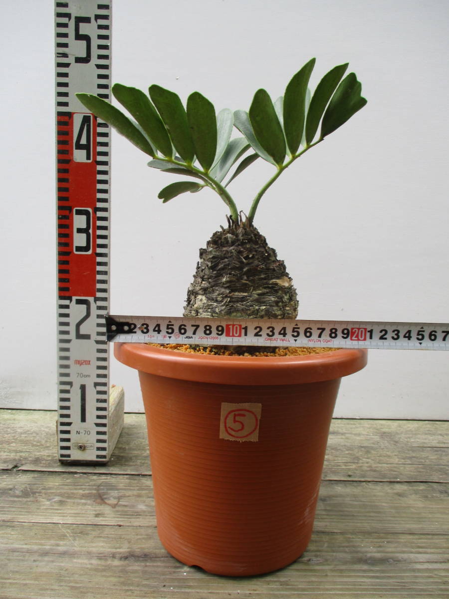 ヤフオク! -「ソテツ ザミア」(観葉植物) の落札相場・落札価格 ヤフオク! -「ソテツ ザミア」(観葉植物) の落札相場・落札価格