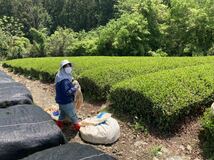 ＊新茶＊ 特上煎茶60g 無農薬・化学肥料不使用　宇治茶100% 2022年産_画像4
