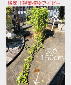お値下げです 格安!観葉植物 アイビー 10号鉢 150cm 大サイズ ガーデニング 植木