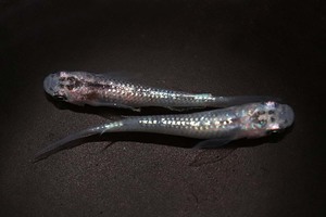 Medaka Tsukuriya・オーロララメ体外光・稚魚・20匹・W-36