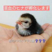 小さい鶏ミックス 有精卵 孵化用 種卵 6個_画像4