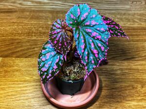 ヤフオク ベゴニア ピンクドット の落札相場 落札価格 ヤフオク ベゴニア ピンクドット の落札相場 落札価格