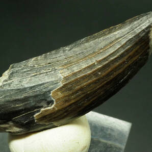 超激レア!極上!スコミムスの歯【Suchomimus tenerensis】【約 45 mm】ニジェール共和国産/スピノサウルス/化石