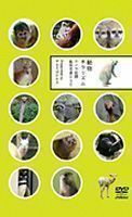 動物チラリズム -カメラ目線動物写真DVD-