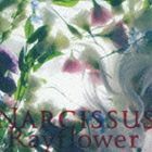 NARCISSUS Rayflower