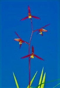 * cold orchid Kochi prefecture four ten thousand 10 city west earth . production ( orchid . adjustment goods - red slope )A-88