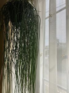 【観葉植物】リプサリス　プニセオディスクス　カット苗　ロング