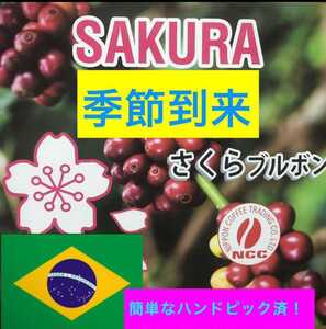 ブラジル さくらブルボン400gコーヒー生豆 焙煎しておりません!簡単なハンドピック済みです!