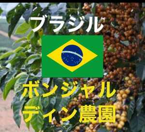 ブラジル アマレロブルボン ボンジャルディン農園　珈琲生豆200g焙煎してません