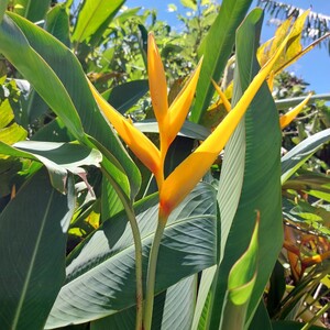 ヘリコニア ゴールデントーチ 観葉植物 抜き苗 ガーデニング インテリア