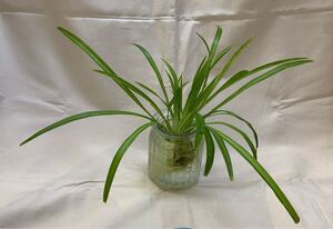 観葉植物 オリヅルラン 3株