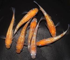 【medaka 稚魚】上州メダカ様系統 王華 稚魚10匹＋2匹死着補償分 孵化後２～３週間位の仔 2日かかる地域の方はお断り 2